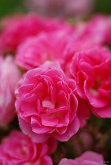 English Rose Parfümöl - Für weitere Informationen anklicken